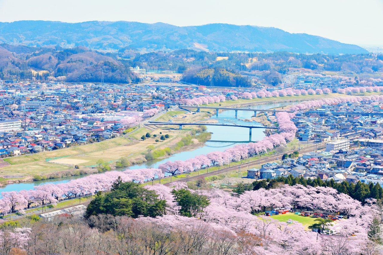 🌸 후나오카 관터(히토메 센본자쿠라)
